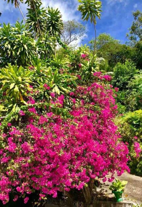 Hilltop South - Villa Bougainville Такамака Экстерьер фото